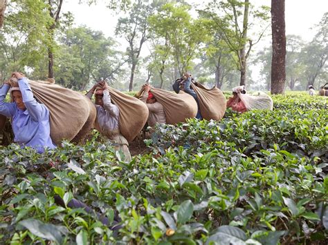 Tea in India: a long-lived love of chai | Faraway Worlds