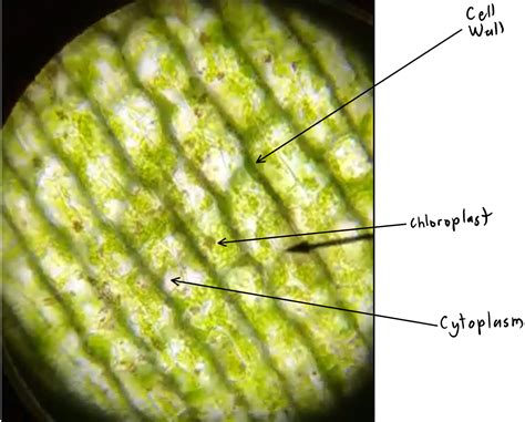 Diagram Of Leaf Cell