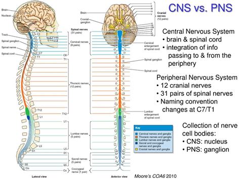 Definition of somatic nervous system - dopurban