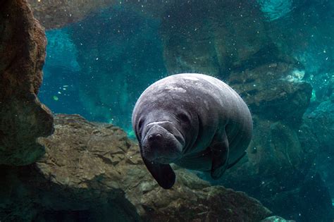 newborn baby manatee close up portrait – Florida Springs Institute