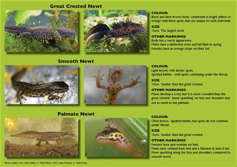 BBC - Nature UK: Getting to know your newts