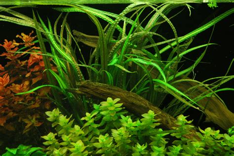 Cryptocoryne Balansae – Freshwater Live Aquarium Plant | Aquarium Plants