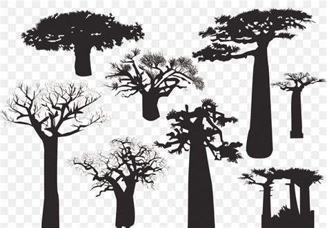 Baobab Tree Silhouette, PNG, 5833x4083px, Baobab, Black And White ...