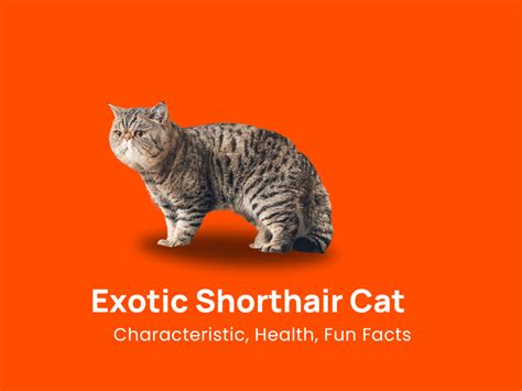 Exotic Shorthair Cat Breed: Characteristic, Health & Fun Facts!