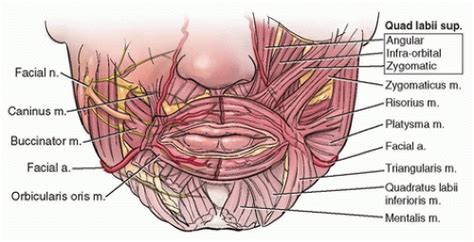 Innervated Musculocutaneous Lip and Cheek Flaps | Plastic Surgery Key