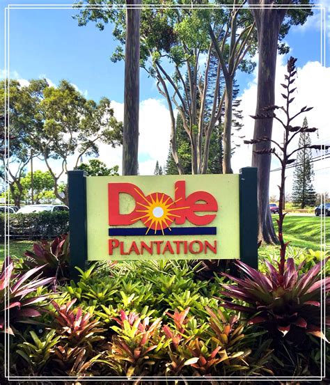 Oahu's Dole Plantation - The Awkward Traveller