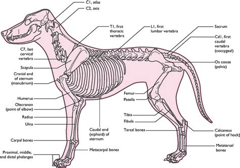 Are Long Bones Good For Dogs