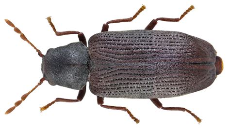 Wood Borer Beetles (The Beetles (Order Coleoptera) of Southern ...