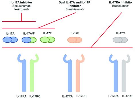 Summarized schematic of inhibition of the IL-17 cytokine family. *Not ...