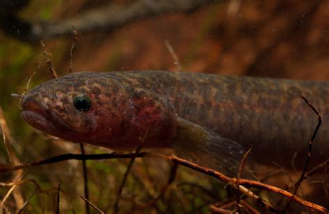 Life Cycle Of Mudfish