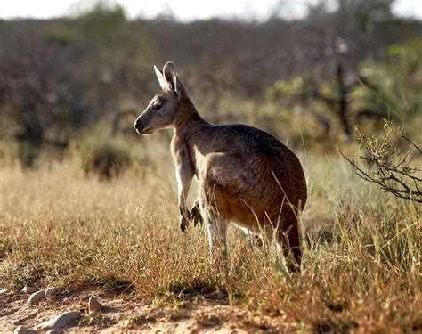 Australian Outback Animals | Animals, Australian wildlife, Western ...