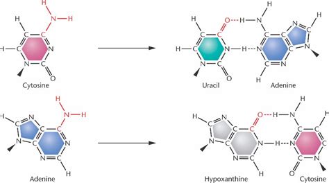 deamination.html 15_04-deamination.jpg