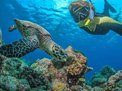 Snorkeling Cruises (Snorkeling Cruises & Tours), Big Island tours ...