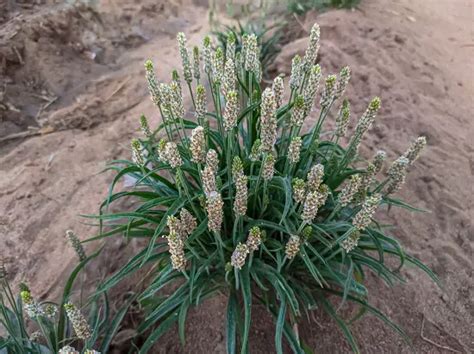 اسپغول کی کاشت / Cultivation of Ispaghol / Psyllium - fasalbachao.com