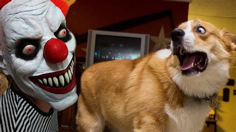 FUNNY Dogs Scared of Halloween Compilation - 1Funny.com