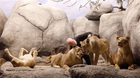 The Making of the Lion Diorama in NHM's African Mammal Hall - YouTube