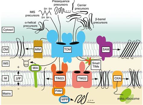 Coupling of import and assembly pathways in mitochondrial protein ...