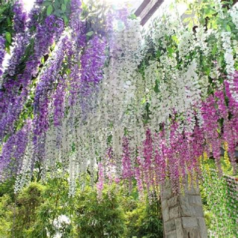 Mixed 6 Colors of Wisteria 10 seeds japanese Wisteria | Etsy