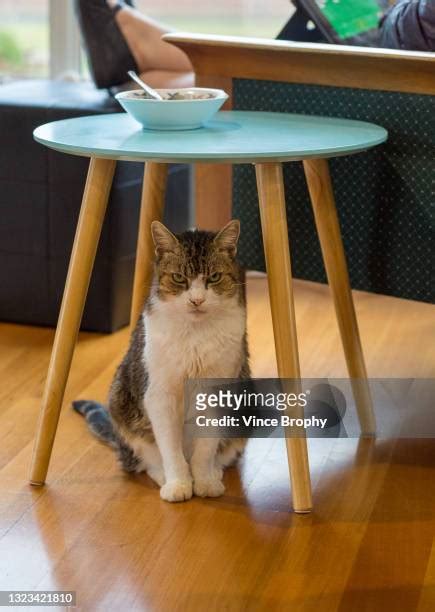 204 Cat Under Table Stock Photos, High-Res Pictures, and Images - Getty ...