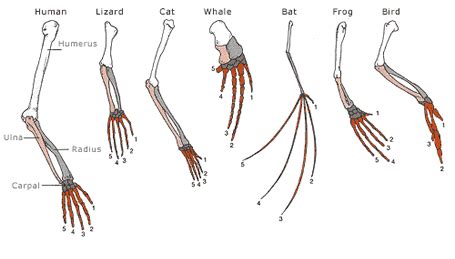 Biology Vocabulary Terms: Analogous Structures