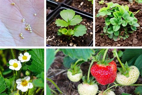 The Journey of a Strawberry Plant: From Seed to Harvest - Ames Farm Center