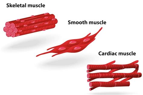 Muscle Tissue And Types of Muscle Tissue