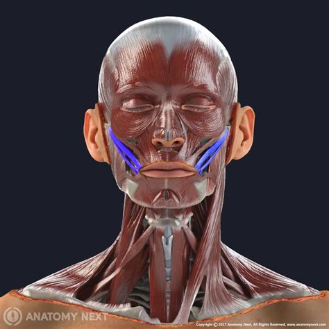 Zygomaticus major | Encyclopedia | Anatomy.app | Learn anatomy | 3D ...