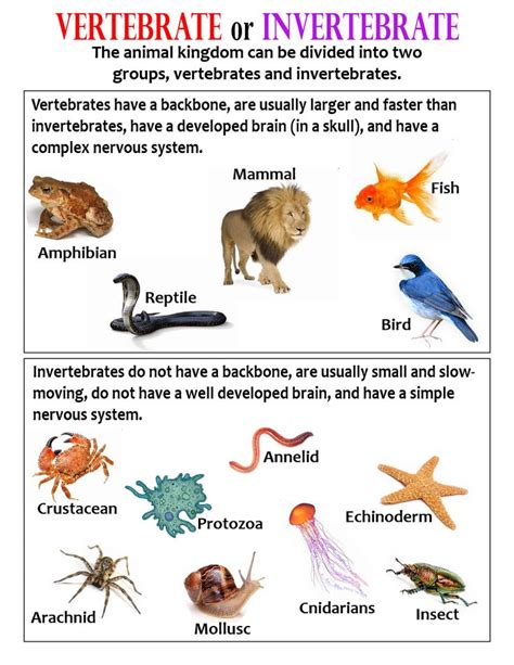 Classifying Vertebrates Anchor Chart Vertebrates And Invertebrates ...