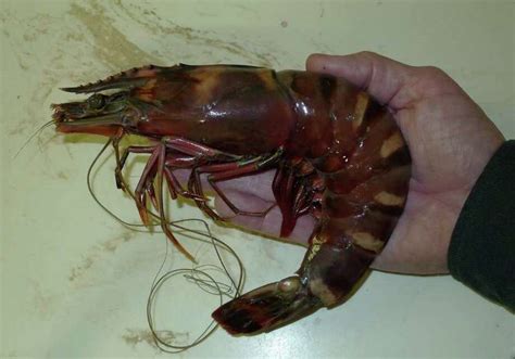 Giant shrimp invaders threaten Gulf ecosystem - San Antonio Express-News