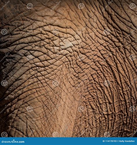 Elephant Skin Texture stock image. Image of animal, horizontal - 114178193