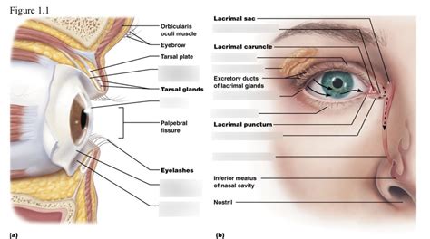 Conjunctiva Diagram