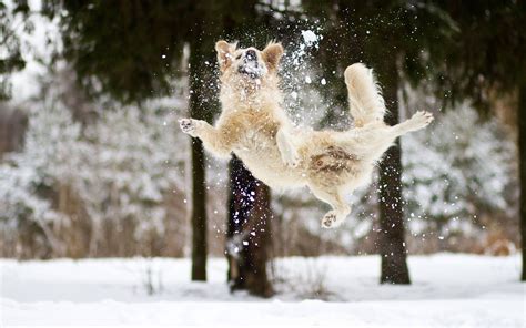 jumping in the snow - Dogs Wallpaper | Snow dogs, Dog christmas ...