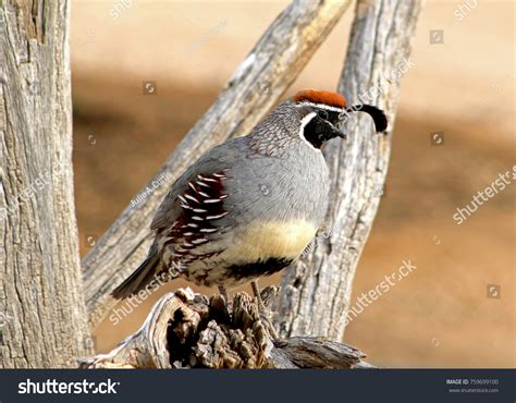 Arizona Wild Quail Stock Photo 759699100 | Shutterstock