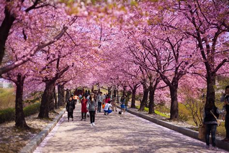 Spring Is Probably The Most Unforgettable Time To Visit Korea. Here’s Why