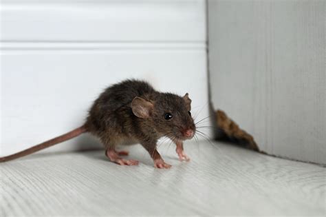 Rats - Pest Control