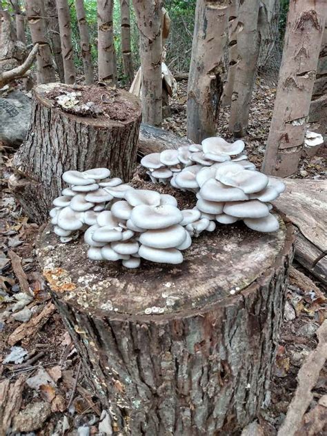 Ready to fruit Oyster Mushroom Logs - Foraged | Stuffed mushrooms ...