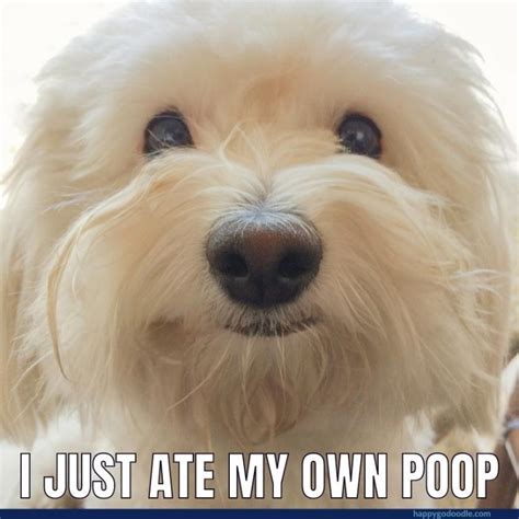 Smiling Dog Memes To Make Your Day Brighter 🤩 - Happy-Go-Doodle®