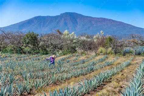 Worker in blue agave field in Tequila, Jalisco, Mexico Stock Photo ...