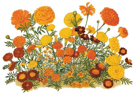 Common marigold clipart 20 free Cliparts | Download images on ...