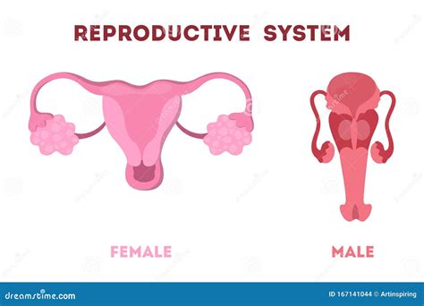 Woman and Man Reproductive System. Internal Human Organ Stock Vector ...