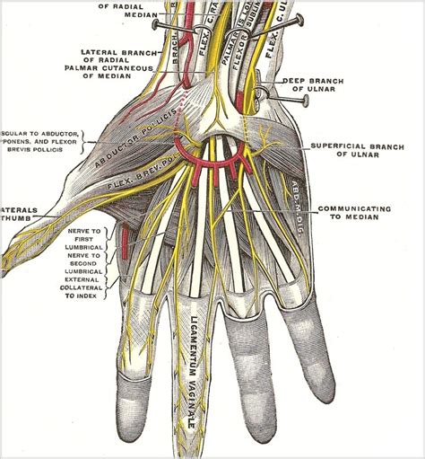 human-hand-nerves – EMCAGE