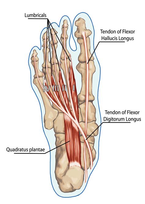 flexor hallucis longus tendon pain