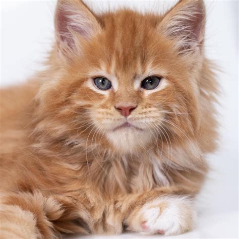 Maine Coon Kittens For Sale - Beautiful, Big and Healthy Babies