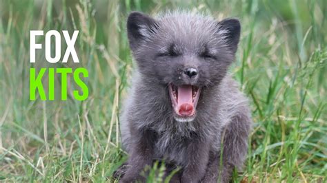 Five Arctic Fox Cubs Born at Highland Wildlife Park - YouTube