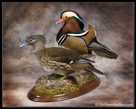 Birdman Studios Waterfowl Taxidermy * Upland & Bird Taxidermy * Duck ...