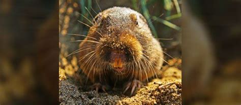 Gopher Removal Services | Pest Extermination | Shakopee, MN