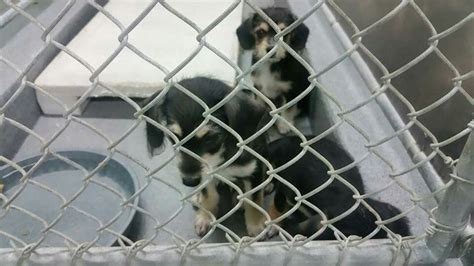 All these puppies available for adoption at Baytown Animal Shelter ...