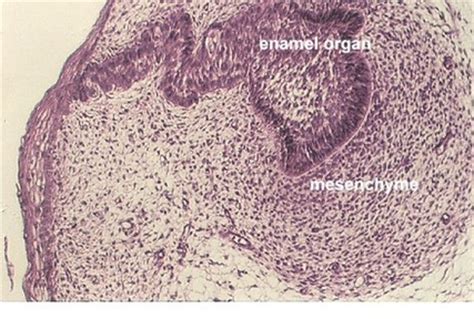 tooth development histology quiz