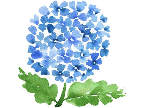 Blue Hydrangea Original Watercolor Painting, Pink Hydrangea - agrohort ...