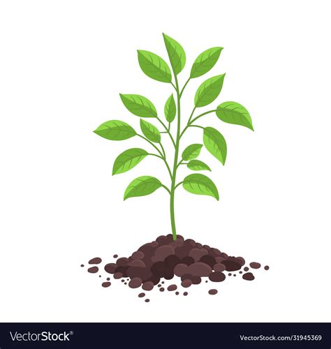 Tree seedling planting a young planted Royalty Free Vector